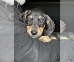 Small Photo #4 Doberman Pinscher-Pointer Mix Puppy For Sale in Dana Point, CA, USA