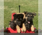 Image preview for Ad Listing. Nickname: Litter of 7