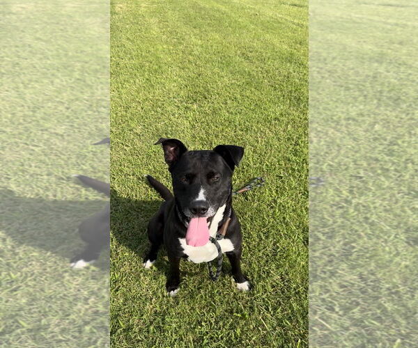 Medium Photo #2 American Bulldog-Labrador Retriever Mix Puppy For Sale in Pryor, OK, USA