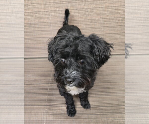 Medium Photo #4 Poodle (Miniature)-Unknown Mix Puppy For Sale in Dallas, TX, USA