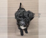 Small Photo #4 Poodle (Miniature)-Unknown Mix Puppy For Sale in Dallas, TX, USA