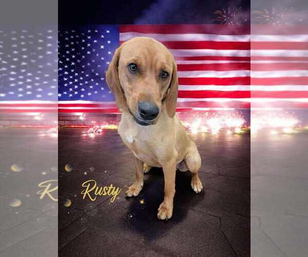Medium Photo #2 Mutt Puppy For Sale in Candler, NC, USA