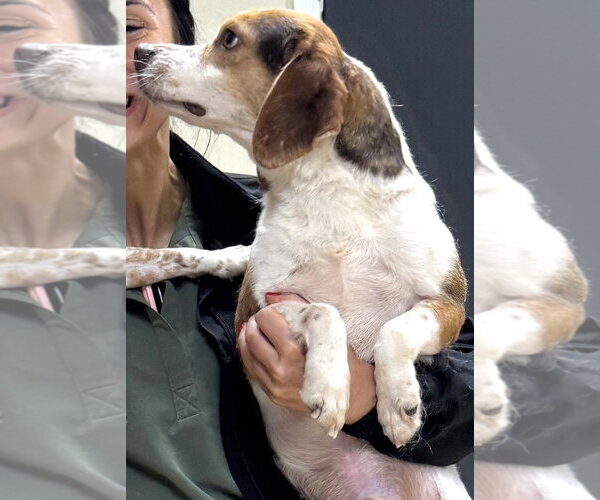 Medium Photo #8 Beagle Puppy For Sale in Dunnellon, FL, USA