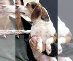 Small #7 Beagle
