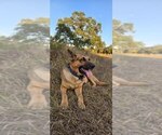 Small Photo #1 German Shepherd Dog Puppy For Sale in INEZ, TX, USA