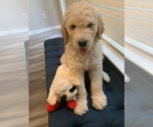 Goldendoodle Puppy for sale in POWDER SPRINGS, GA, USA