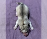 Small Photo #11 Siberian Husky Puppy For Sale in ARLINGTON, VT, USA