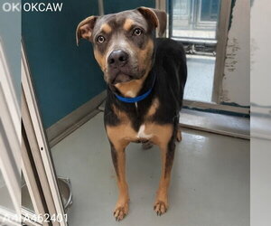 American Pit Bull Terrier-Doberman Pinscher Mix Dogs for adoption in Oklahoma City, OK, USA