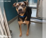 Small American Pit Bull Terrier-Doberman Pinscher Mix