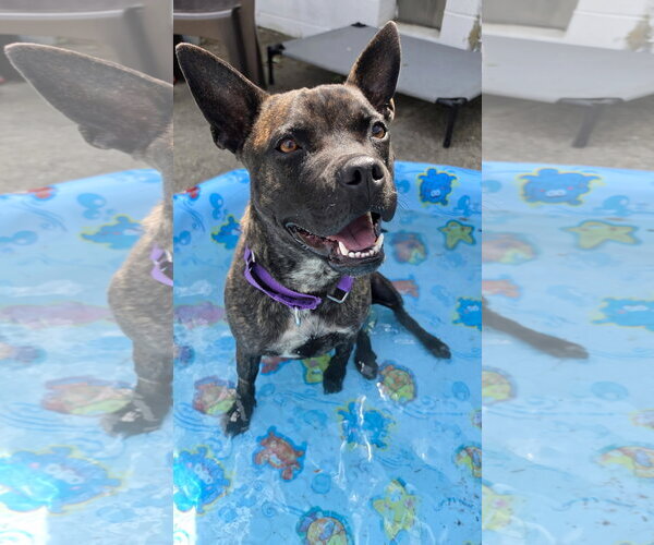 Medium Photo #4 Mutt Puppy For Sale in Rockaway, NJ, USA
