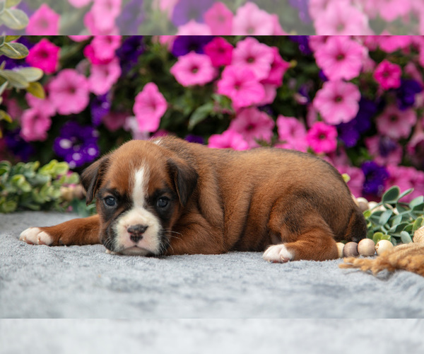 Medium Photo #4 Boxer Puppy For Sale in GRABILL, IN, USA
