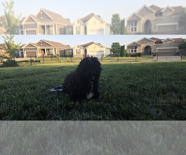 Medium Photo #4 Poovanese Puppy For Sale in LEES SUMMIT, MO, USA