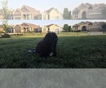 Small #3 Poovanese