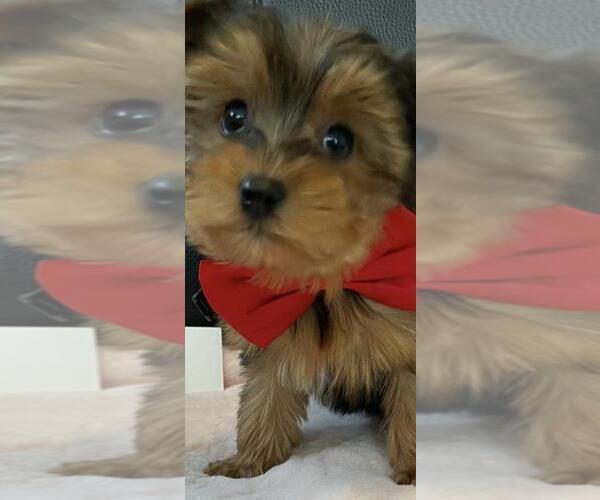 Medium Photo #5 Yorkshire Terrier Puppy For Sale in GREENWOOD, IN, USA