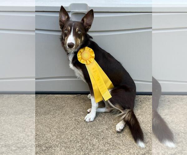 Medium Photo #27 Border Collie Puppy For Sale in Highland, IL, USA