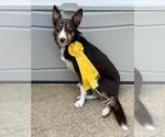 Small #26 Border Collie
