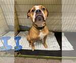 Small #7 Boxer Mix