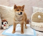 Small #4 Shiba Inu