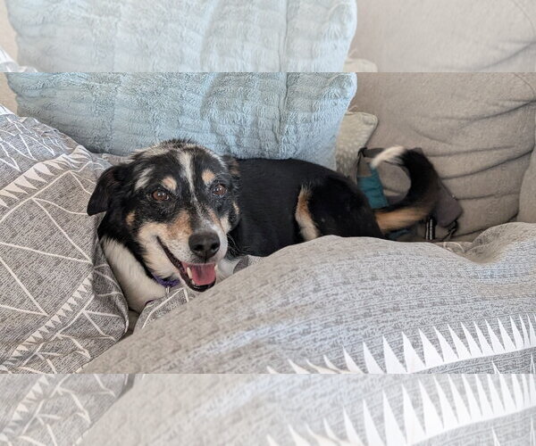 Medium Photo #4 Mutt Puppy For Sale in Aurora, CO, USA