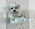 Small #11 Maltese