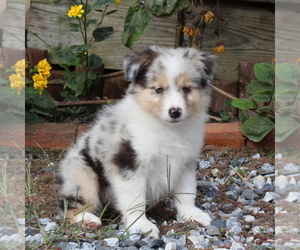 Australian Shepherd Puppy for sale in STRASBURG, PA, USA
