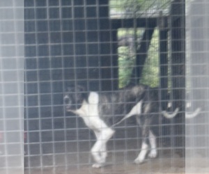 Mother of the Fila Brasileiro puppies born on 12/15/2024