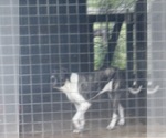 Small Photo #1 Fila Brasileiro Puppy For Sale in ROSHARON, TX, USA