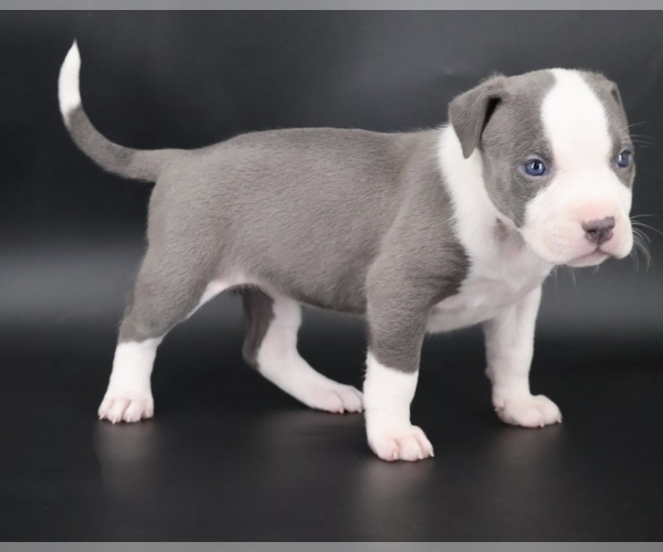 Medium Photo #2 American Bully Puppy For Sale in CHAMPAIGN, IL, USA