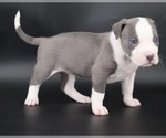Judith - Female American Bully Puppy for Sale - Photo #2