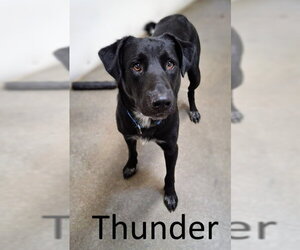 Thunder - Male Catahoula Leopard Dog-Labrador Retriever Mix Dog for Adoption - Photo #2