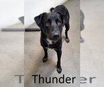 Small #1 Catahoula Leopard Dog-Labrador Retriever Mix