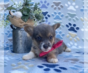 Pembroke Welsh Corgi Puppy for sale in LANCASTER, PA, USA