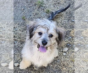 Lhasa Apso-Unknown Mix Dogs for adoption in Olalla, WA, USA