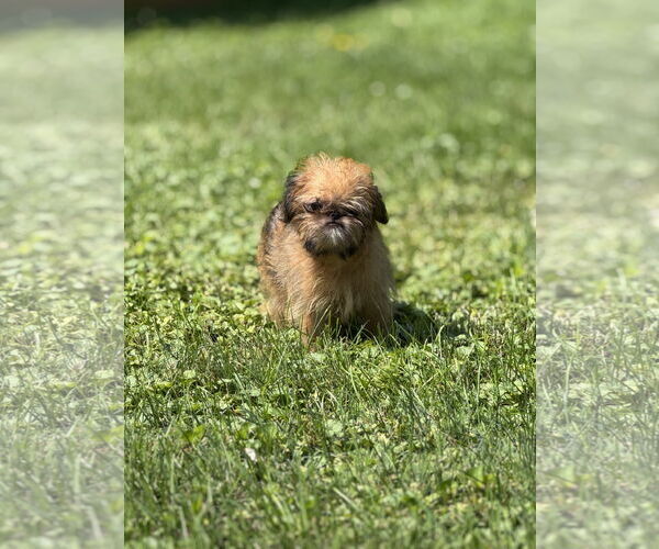 Medium Photo #2 Brussels Griffon Puppy For Sale in Wheaton, IL, USA