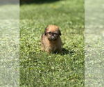 Small #1 Brussels Griffon