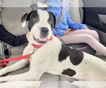 Small #6 American Staffordshire Terrier-Bulldog Mix