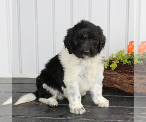 Newfypoo Puppy for sale in NEW PROVIDENCE, PA, USA