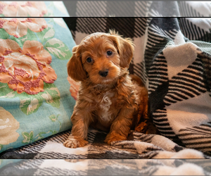 Cockapoo Puppy for sale in MORAVIA, NY, USA