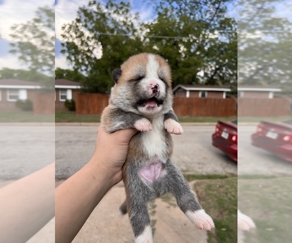 Medium Photo #3 Akita Puppy For Sale in ARLINGTON, TX, USA