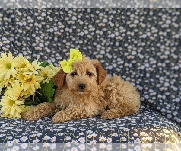 Medium Photo #2 Goldendoodle (Miniature) Puppy For Sale in OXFORD, PA, USA
