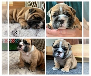 English Bulldog Puppy for sale in ROGERS, MN, USA