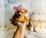 Small #2 Poodle (Toy)
