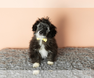 Miniature Bernedoodle-Poodle (Miniature) Mix Puppy for sale in SHIPSHEWANA, IN, USA