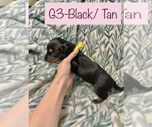 Dachshund Puppy for sale in OVIEDO, FL, USA