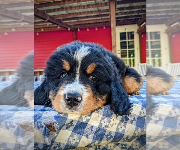 Medium Photo #4 Bernese Mountain Dog Puppy For Sale in OREGON CITY, OR, USA
