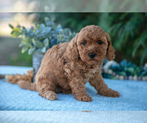 Medium Photo #3 Poodle (Miniature) Puppy For Sale in KIRKWOOD, PA, USA