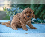 Small #2 Poodle (Miniature)