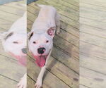 Small #6 American Pit Bull Terrier Mix