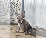 Small Photo #14 French Bulldog Puppy For Sale in KENDALL PARK, NJ, USA