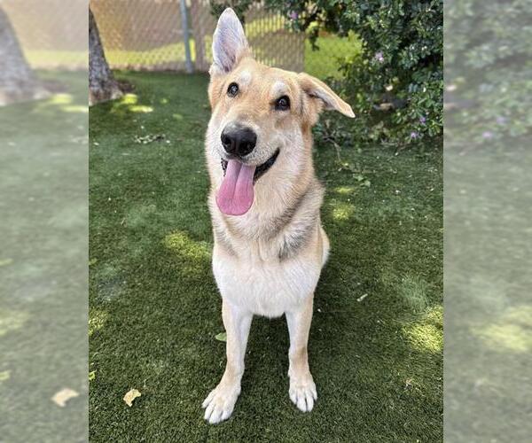 Medium Photo #2 German Shepherd Dog Puppy For Sale in Chula Vista, CA, USA